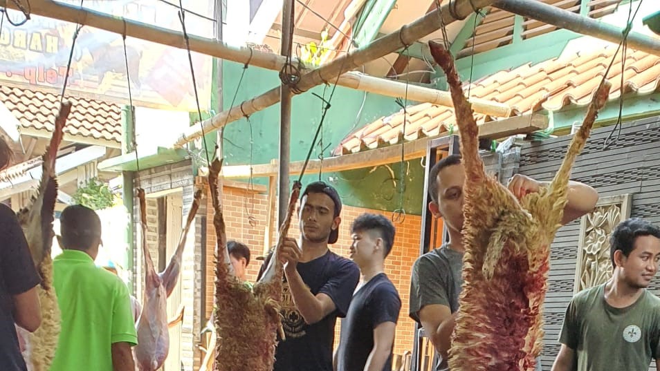 Goats Qurban being sheared
